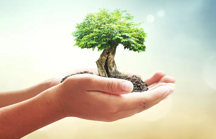 Environment hands holding small tree