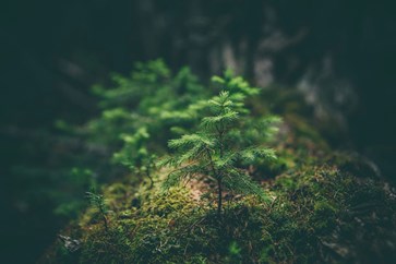 Close-up of a green sapling in a forest representing a sustainable greener future