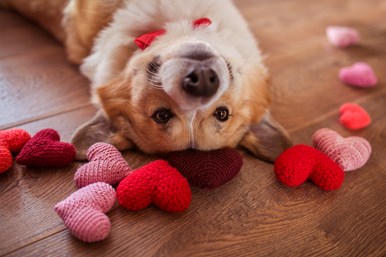 Corgi dog lying upside down on a wooden floor surrounded by colorful knitted hearts