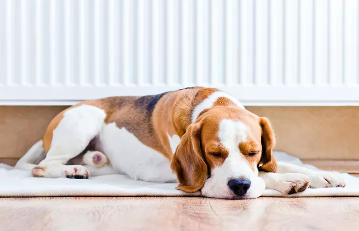 Beagle asleep on the floor by radiator